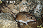 Peromyscus-leucopus tornillo
